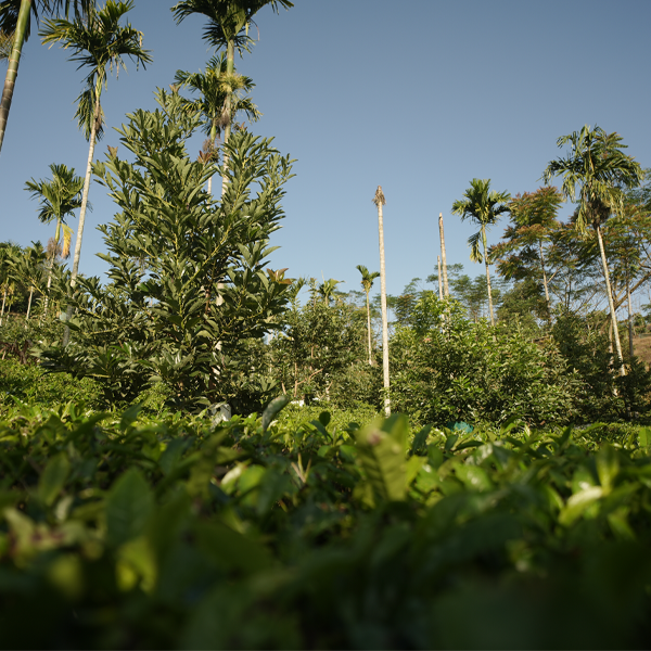 Malankara Plantations Workers